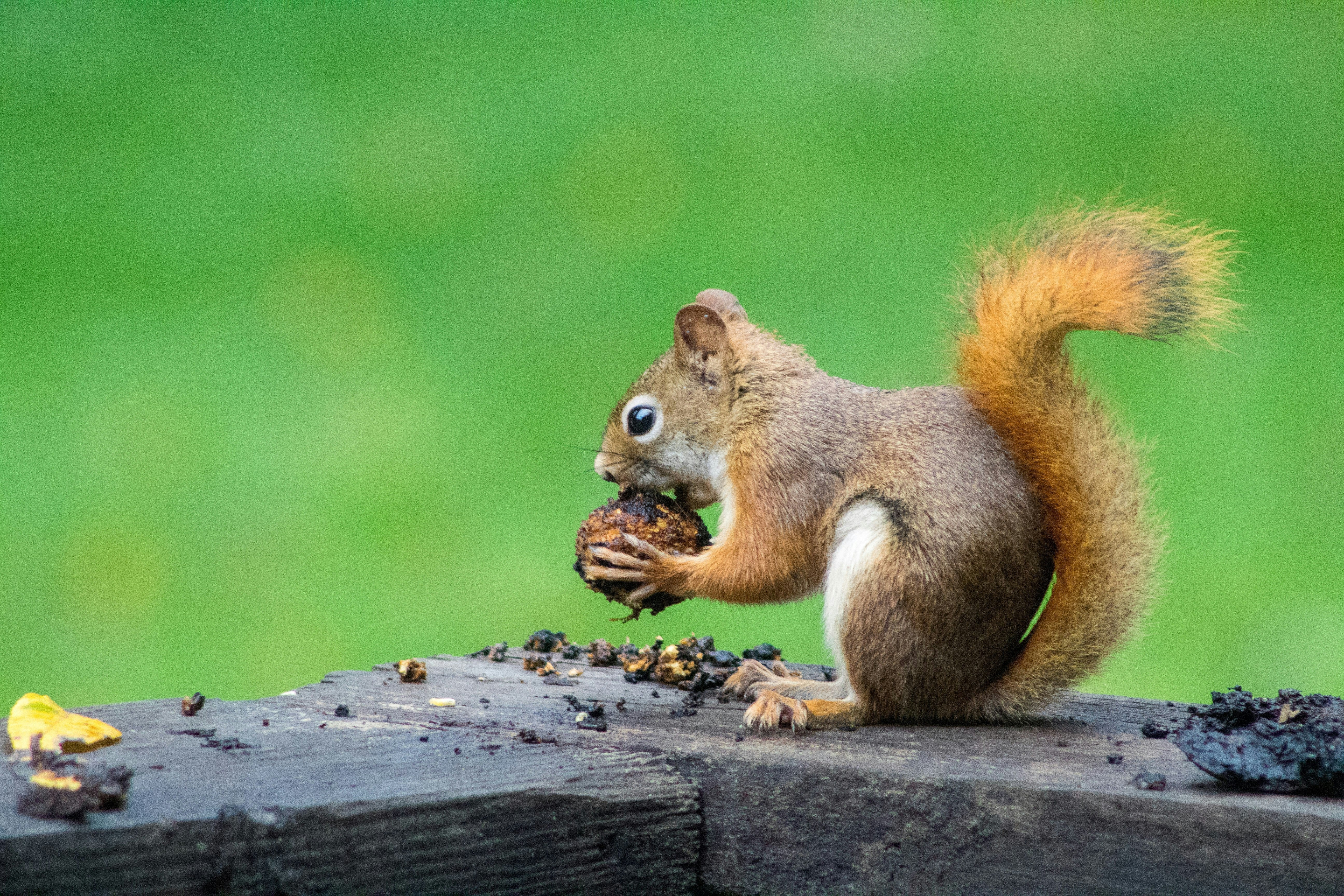 Will Coffee Grounds Keep Squirrels Away